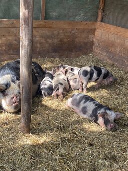 Kune Kune chovný pár - 4