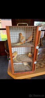 Papoušek zpěvavý - 4