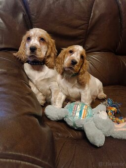 Anglický kokršpaněl barevný kluci - 4