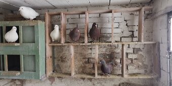 Prodám: Holub Kalifornský - 4