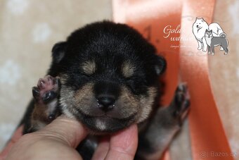 Shiba štěňata s PP/ FCI - 4