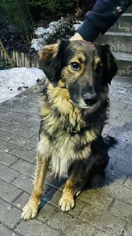 Prodám štěňata kříženců - 4