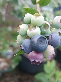 Kanadské boruvky - 4