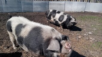 Kune kune - 4