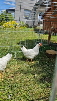 Kohouti Leghorn - Plzeň sever - 4