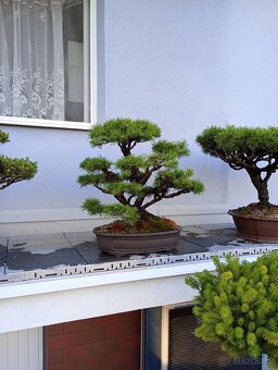 Borovice lesní (Pinus sylvestris) bonsai - 4