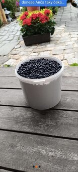 Krušnohorské Borůvky - 4