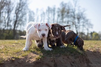 American bully Xl - 4