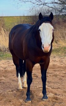 Připouštění hřebcem GRAYS MASTER H, QH - 4