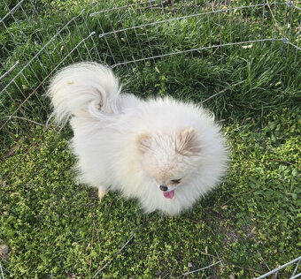 Pomeranian holka - 4