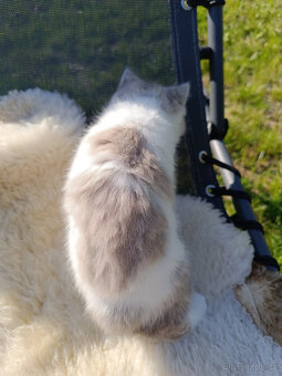 Britska holcicka kotatko s PP - 4
