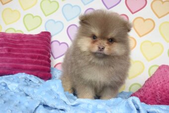 Pomeranian s PP - 4