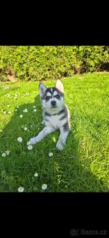 Sibiřský husky (bez PP) - 4