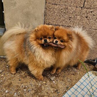 Pomeranian s PP FCI - chovná fena a pes - 4