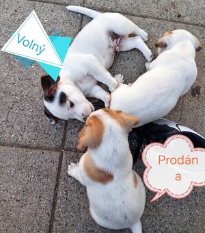 ❤️❤️Jack russel teriér❤️❤️ - 4