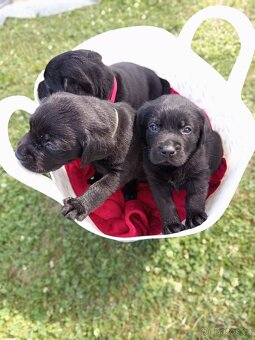 Štěňata labradora - 4