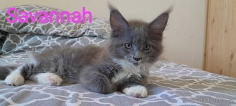 Mainská mývalí kočka s PP - 4