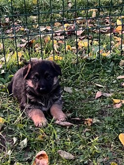 Německý ovčák - štěňata - 4