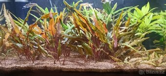 Akvárium 40 litrů - 4