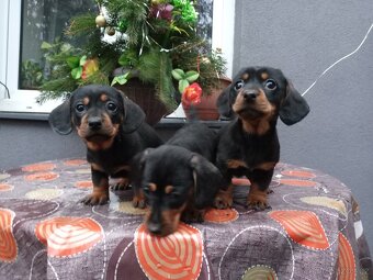 Jezevčík trpasličí - 4