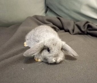 Zakrslý beránek králíček - 4