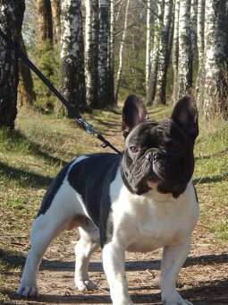 Francouzský buldoček s PP ke krytí - 4