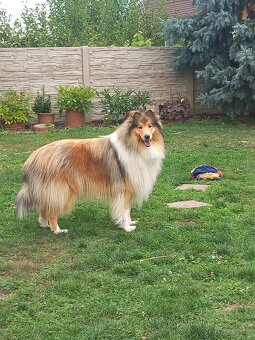 Kolie dlouhosrstá - 4