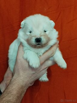 Štěňátka samojeda s PP - 4