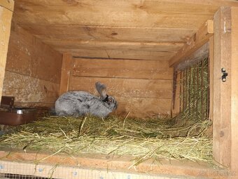 Kalifornské a VSS - 4