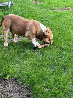 American bully kryti - 4