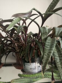 Nabízím gasterie, aloe, agave, chamaedora. - 4