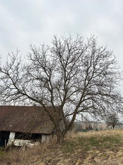 Ořech (ořešák) kmen - 4