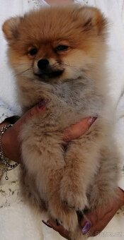 POMERANIAN - 4