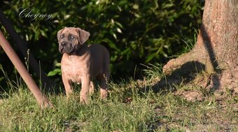 Cane Corso štěňata s FCI PP - 4