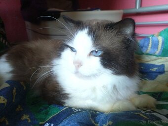 Ragdoll - 4