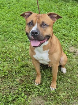 Americký stafordšírský teriér ke krytí - 4