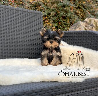 Jorkšírsky teriér s PP FCI, fenečka - 4