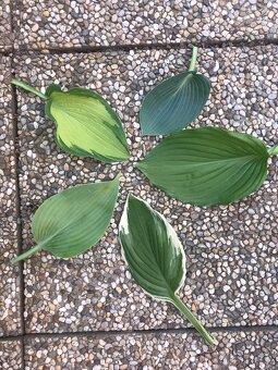 nápaditá Hosta-bohyška-5+1 druhů - 4