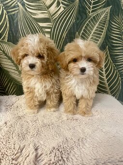 Maltipoo štěňátka - 4