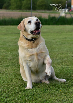 Darujeme labradorského retrívra - 4