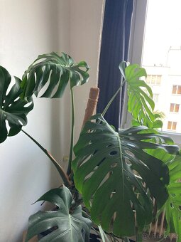 Monstera deliciosa dospělá - 4