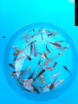 ❗️KOI KAPR 6-10CM VÝPRODEJ❗️ - 4