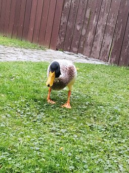 Indický běžec - 4