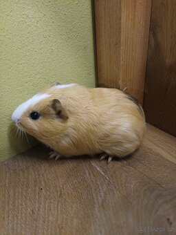 Morčata, morče- samečci - 4