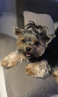 Jorkšírský teriér - 4