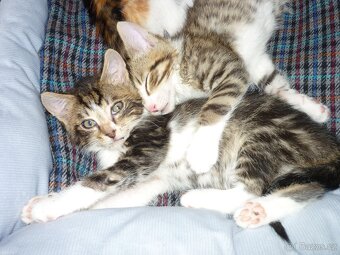 Koťátka - 4