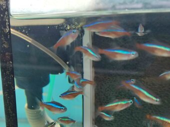 Akvarijní ryby neonka ancistrus sumecek - 4