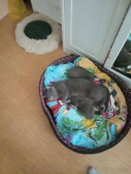 Britská krátkosrstá koťátka - 4