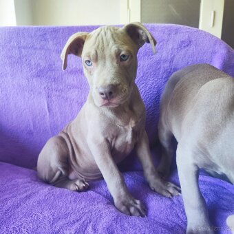 Americký pitbulterier pitbul pitbull silver lilac rare spp - 4