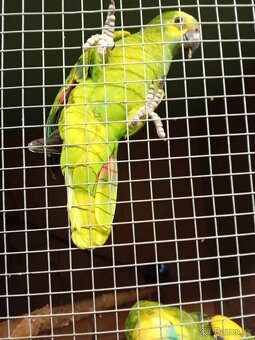 Ara ararauna, Amazoňan modročelý - 4